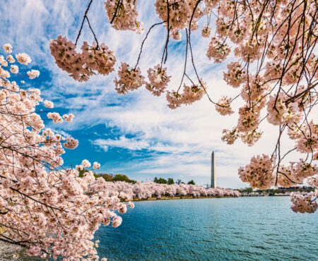 Washington, DC Spring Cherry Blossoms - What to Wear to Washington, DC in the Spring