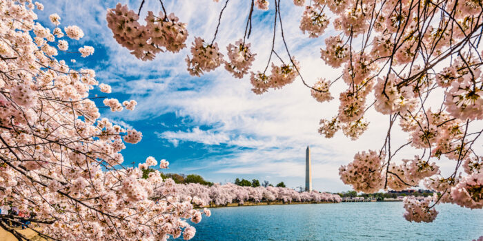 Washington, DC Spring Cherry Blossoms - What to Wear to Washington, DC in the Spring