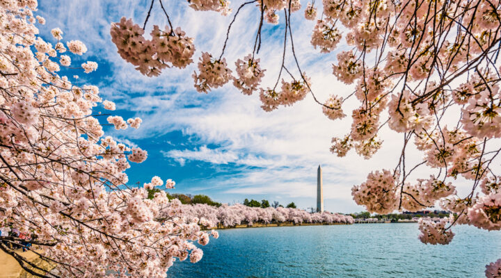 Washington, DC Spring Cherry Blossoms - What to Wear to Washington, DC in the Spring